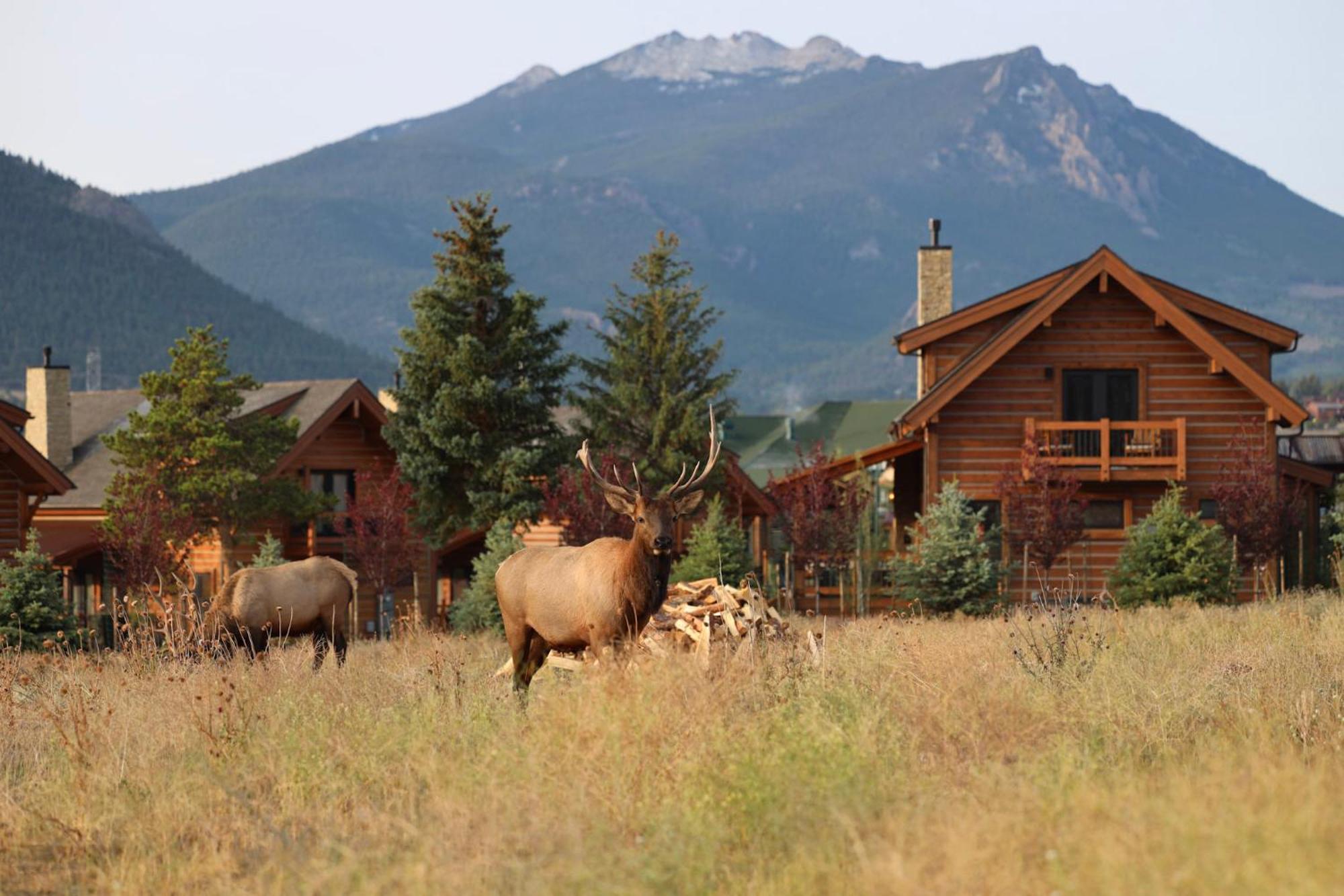 Chic Retreat Indoor Outdoor Fireplace, Private Jacuzzi, Great Location! Estes Park Exterior photo